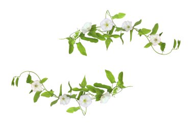 Konvolvulus arvensis ya da beyaz arkaplanda izole edilmiş yosun çiçekleri