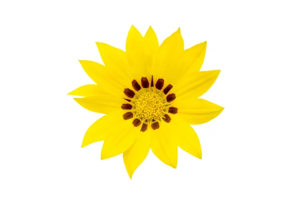 Top View Yellow Gazinia Flower Gazania Reagens Isolated White Background — Stock Photo, Image