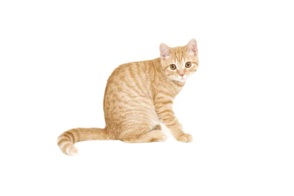 3个月大的生姜 红色英国公短毛猫咪 在白色背景下被分离 — 图库照片
