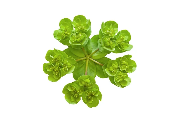 Top View Beautiful Wild Flower Sun Spurge Euphorbia Helioscopia Isolated — Stock Photo, Image