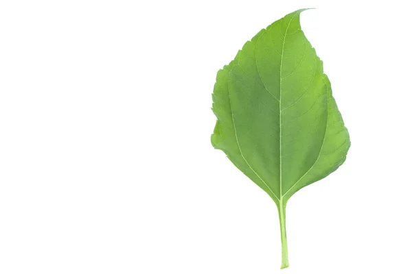 Green Ginger Leaves Etlingera Elatior Isolated White Background — Stock Photo, Image
