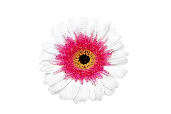 Krásný Bílý Gerbera Květ Izolovaný Bílém Pozadí — Stock fotografie