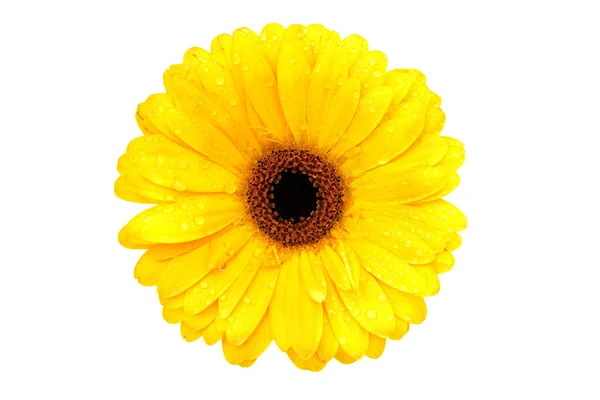 Beautiful Yellow Gerbera Flower Isolated White Background — Stock Photo, Image