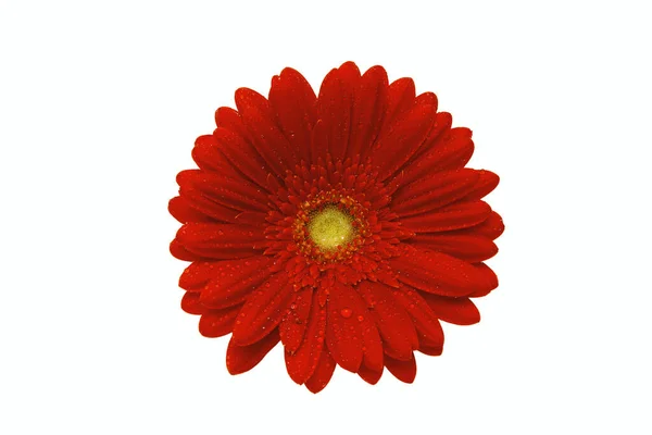 Güzel Kırmızı Gerbera Çiçeği Beyaz Arkaplanda Izole Edilmiş — Stok fotoğraf