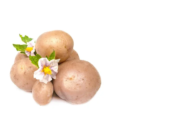 Patatas Jóvenes Orgánicas Con Hojas Flores Aisladas Sobre Fondo Blanco — Foto de Stock