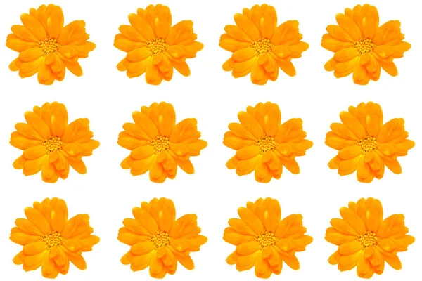 Calendula Marigold Flower Head Calendula Officinalis Isolated White Background — Stock Photo, Image