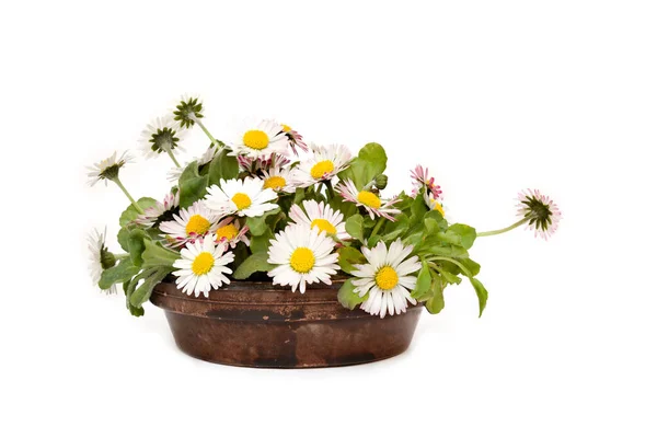 Flores Margarita Blanca Maceta Aisladas Sobre Fondo Blanco — Foto de Stock