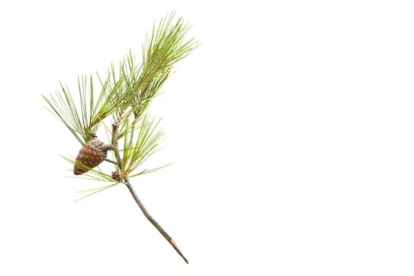 Cabang Pohon Pinus Dengan Kerucut Terisolasi Pada Background Copy Putih — Stok Foto