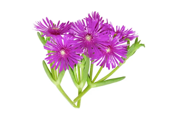 Beautiful Purple Ice Plant Delosperma Cooperi Flower Isolated White Background — Stock Photo, Image