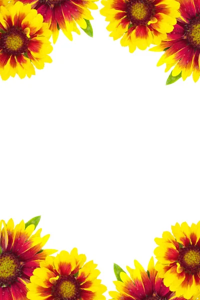 Frame Indian Blanket Flower Gaillardia Pulchella Elszigetelt Fehér Hátteren Másolja — Stock Fotó
