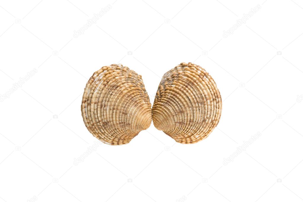 top view of one shell venus clam (Venus verrucosa) isolated on white background