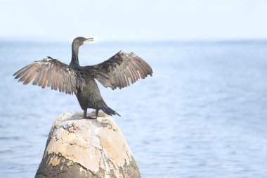 Adriyatik Denizi 'nde Avrupa' da sikişmek ya da sikişmek (Phalacrocorax aristotelis)