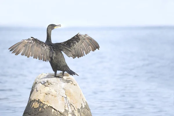 Европейский Трах Phalacrocorax Aristotelis Адриатическом Море — стоковое фото