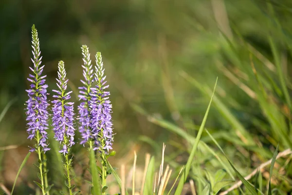 Bella Spicata Veronica Selvatica Pozzo Velocità Appuntito Prato Verde — Foto Stock