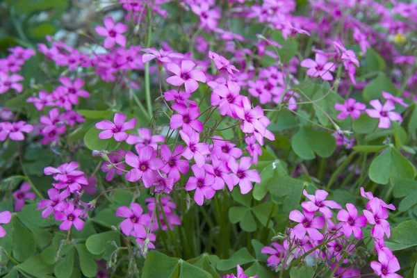 Beautiful Blooming Pink Flowers Oxalis Articulata Plants Flower Background — Stock Photo, Image