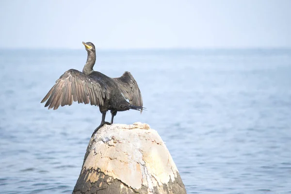 Европейский Трах Phalacrocorax Aristotelis Адриатическом Море — стоковое фото