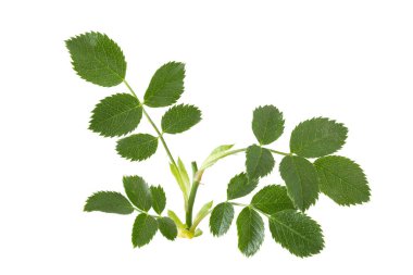 Beyaz arka planda taze yeşil yapraklı gül kalçası (Rosa canina) dalı