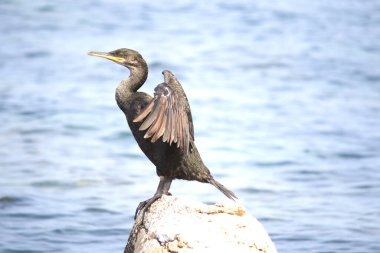 Hırvatistan 'da Avrupa' da sevişme ya da sıradan sevişme (Phalacrocorax aristotelis) 