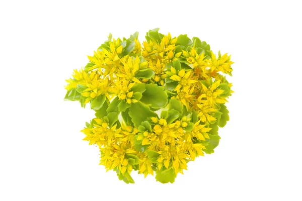 Flower Bud Leaf Phedimus Ellacombianus Phedimus Aizoon Aizoon Stonecrop Isolated — Stock Photo, Image