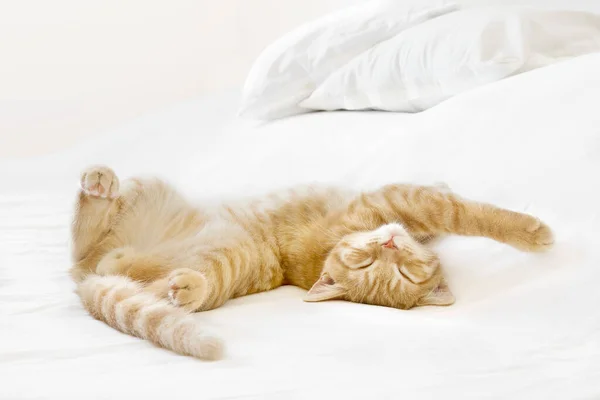 Ingwer Britisch Kurzhaar Kätzchen Schläft Auf Dem Bett Monate Altes Stockbild