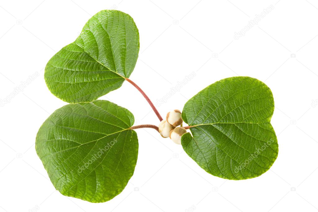 Beautiful fresh Kiwi green leaves and a flower bud isolated on a white background.