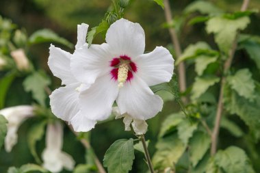 Beyaz Hibiscus Syriacus veya Sharon Gülü Bahçede.