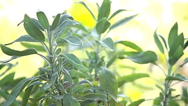 Herb Sage Leaves Garden Salvia Officinalis — стокове відео