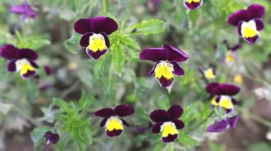 Güzel Boynuzlu Violet (Viola Cornuta). Bahçede viyola çiçeği