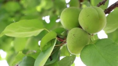 organik yeşil kayısılar ağaçta olgunlaşmış meyveler.