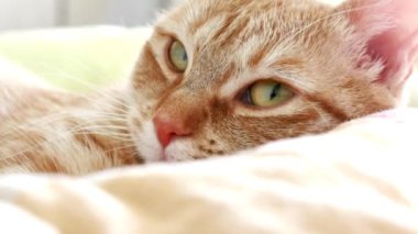 Güzel yerli Avrupalı sarı kızıl kedi yatakta yatıyor
