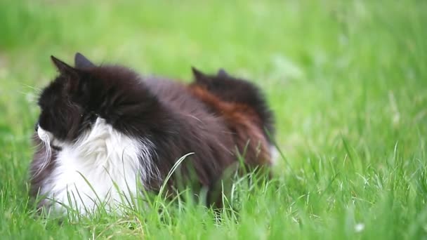 Schöne Zwei Hauskatzen Auf Grünem Gras — Stockvideo