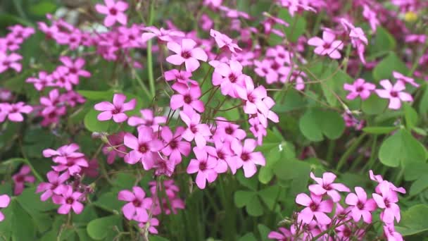 Bellamente Frescas Flores Rosadas Acedera Oxalis Articulata Jardín — Vídeos de Stock