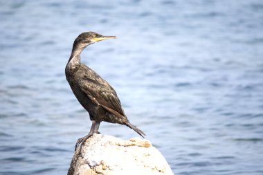 Hırvatistan 'da Avrupa' da sevişme ya da sıradan sevişme (Phalacrocorax aristotelis) 