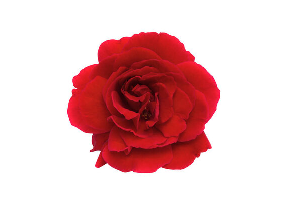 Beautiful one red rose isolated on white background
