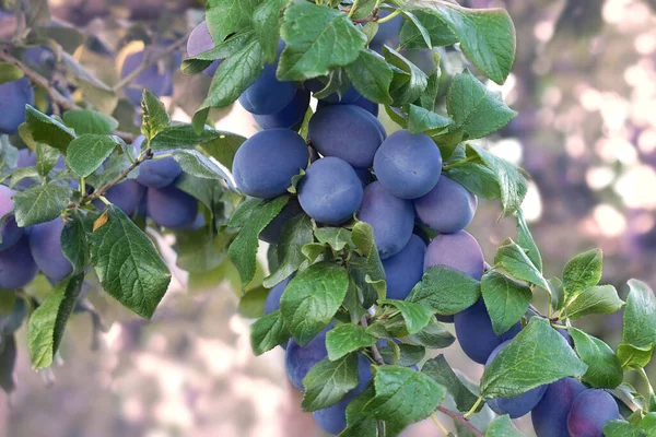 Schöne Zweig Reife Blaue Pflaume Auf Dem Baum Garten Obst Stockbild