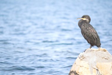Adriyatik Denizi 'nde Avrupa' da sikişmek ya da sikişmek (Phalacrocorax aristotelis)