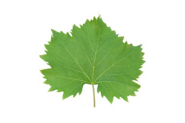 Beyaz arka planda izole edilmiş bir yeşil üzüm yaprağı