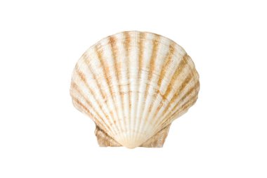 Beyaz arkaplanda izole edilmiş boş bir Akdeniz tarağı (Pecten jacobaeus)