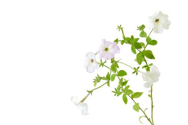 Beyaz arkaplanda ve ücretsiz metin alanında izole edilmiş güzel açık mor petunya çiçeği.