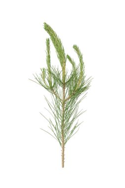 Beyaz arka planda izole edilmiş genç bir Çam ağacı dalı