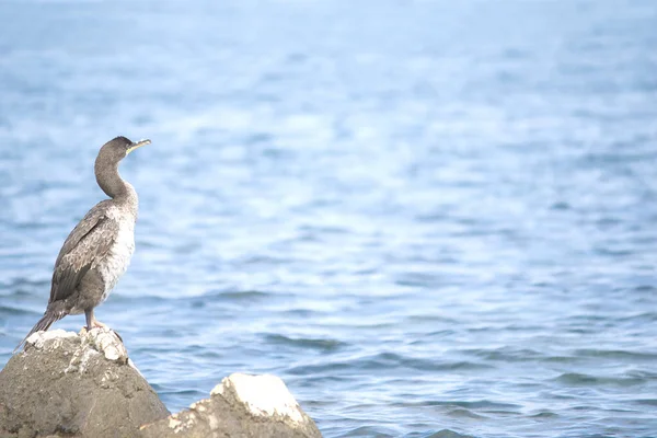 Европейский Трах Phalacrocorax Aristotelis Адриатическом Море — стоковое фото