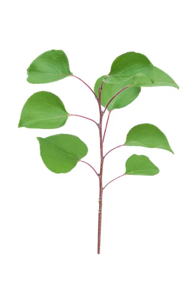 Tak Van Abrikozenboom Met Groene Bladeren Geïsoleerd Witte Achtergrond — Stockfoto