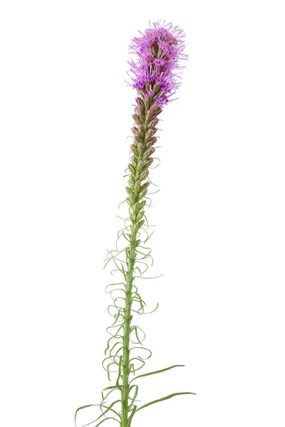 Bloom Ungu Satu Liatris Spicata Atau Gay Feather Flower Diisolasi — Stok Foto