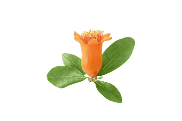 One Pomegranate (Punica granatum) flower and leaves isolated on a white background — Stock Image One Pomegranate Punica Granatum Flower Leaves Isolated White Background Royalty Free Stock Photos
