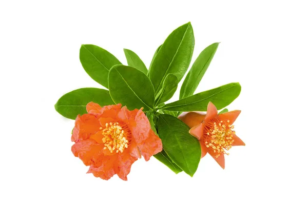 Beautiful Pomegranate (Punica granatum) flowers and leaves isolated on a white background — Stock Image Beautiful Pomegranate Punica Granatum Flowers Leaves Isolated White Background Stock Picture