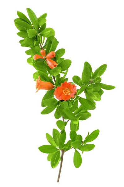 Beautiful Pomegranate (Punica granatum) tree branch with blooming red flowers and leaves isolated on a white background — Stock Image Beautiful Pomegranate Punica Granatum Tree Branch Blooming Red Flowers Leaves Stock Image