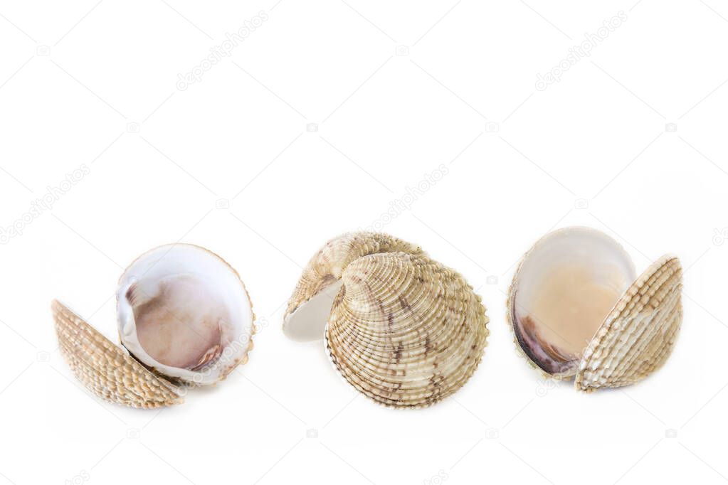 three empty open shells venus clam (Venus verrucosa) isolated on white background