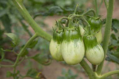 Üç olgunlaşmamış domates bahçede yetişiyor.