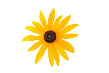 Güzel sarı çiçekler Deam 'in kabuğu Rudbeckia fulgida beyaz bir arka planda izole edilmiş.