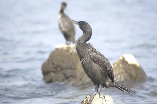 Cerf Européen Cerf Commun Phalacrocorax Aristotelis Sur Mer Adriatique — Photo